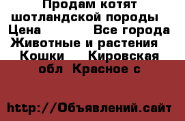 Продам котят шотландской породы › Цена ­ 2 000 - Все города Животные и растения » Кошки   . Кировская обл.,Красное с.